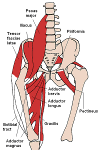 The hip flexor muscles 